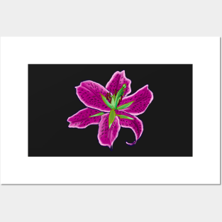 Lilly lily flower - single pink lilly Posters and Art